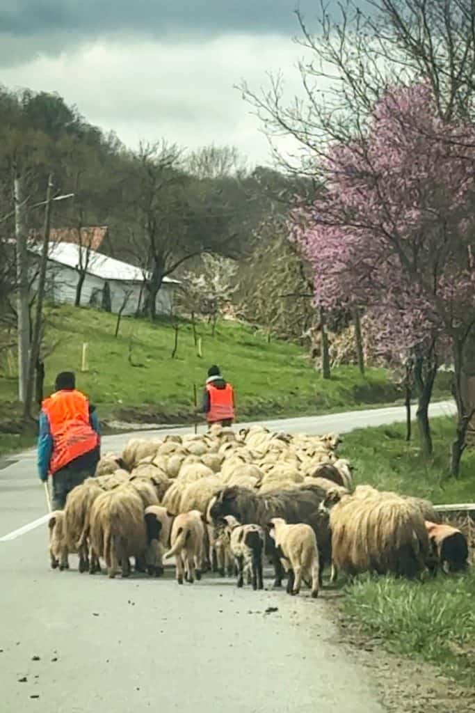 Two people in bright orange vests walking along a winding rural road while herding a large flock of sheep, with green fields, blossoming trees, and scattered houses in the background.